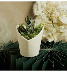 Vasetto bianco cuore con piantina e muschio (cl26013)